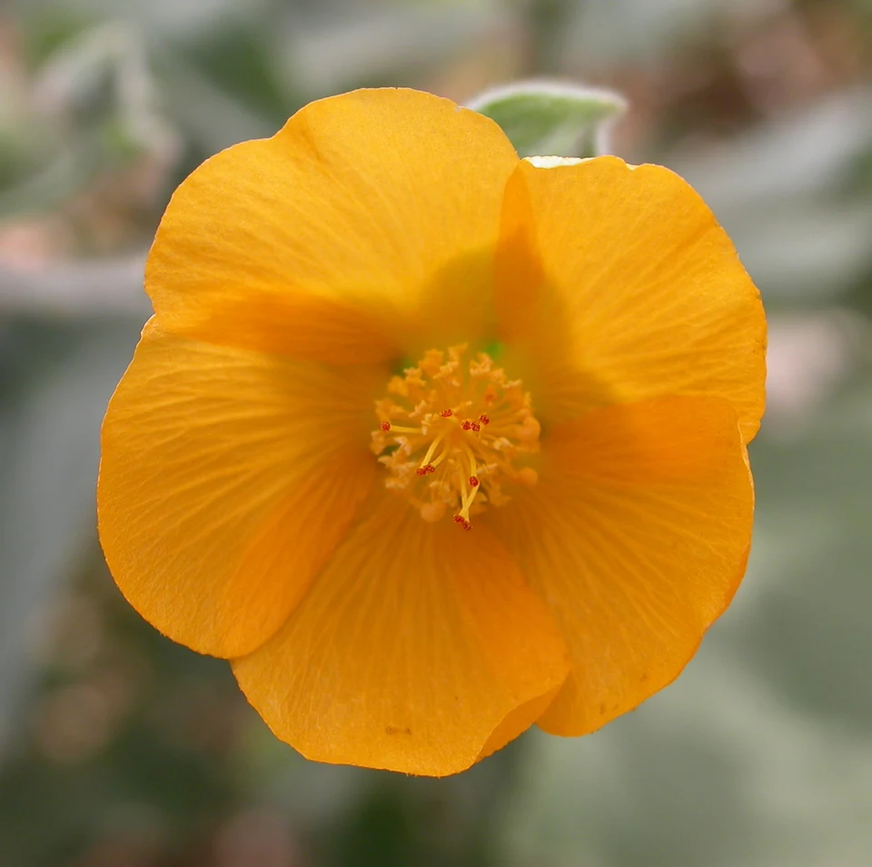 Abutilon palmeri spotlight image